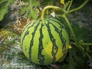 52吃瓜今日大瓜,今日大瓜盘点，揭秘娱乐圈最新热点